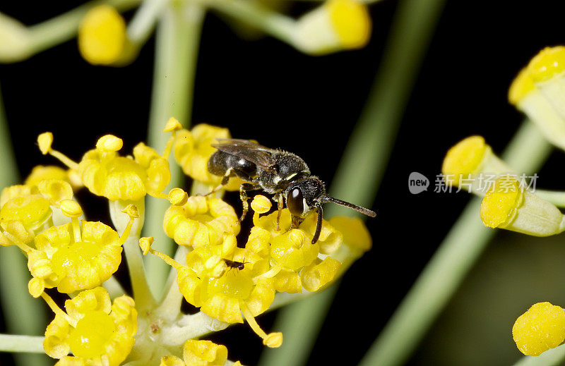 雄性蒙面蜂(Hylaeus sp.)对茴香(小茴香)